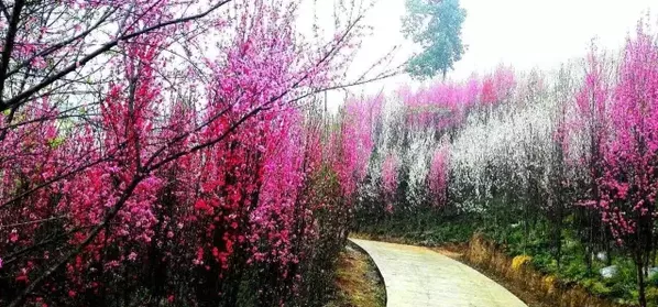 大邑桃花路